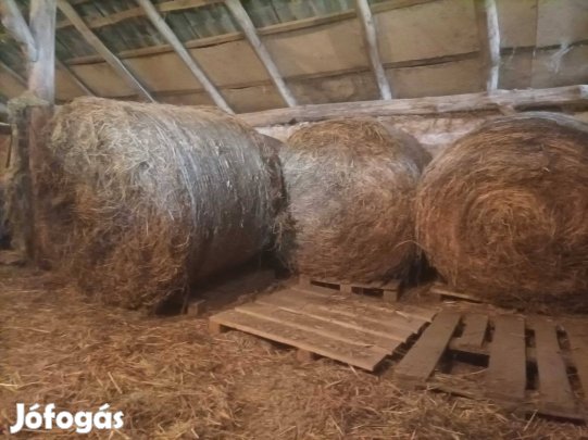 Lucerna széna, 125-ös körbála, istállóban tárolt