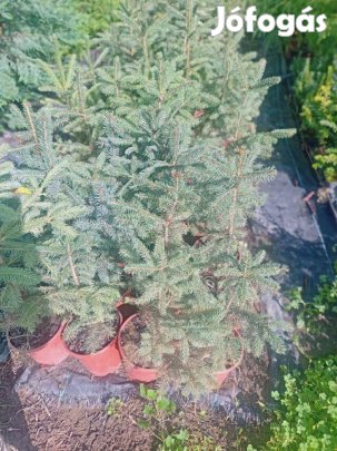Lucfenyő csemete eladó
