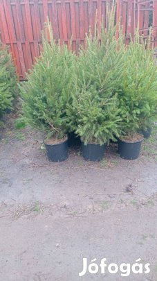 Lucfenyő kont eladó