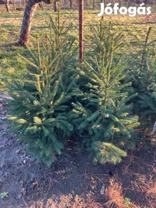Lucfenyőcsemete eladó