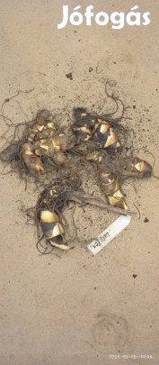 Lucifer kánna gumók korai ültetéshez