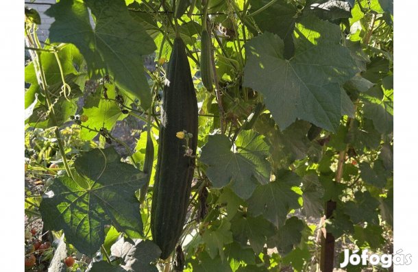 Luffatök szivacstök 20 db mag - luffa szivacs tök mag