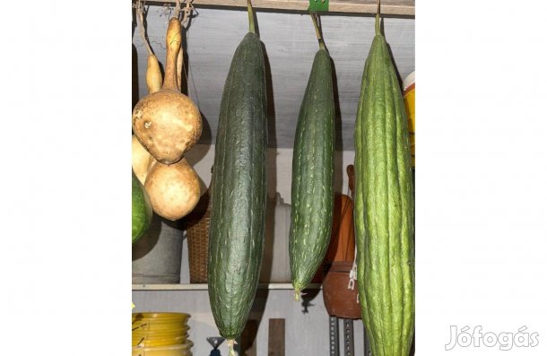 Luffatök szivacstök 20 db mag - luffa szivacs tök mag