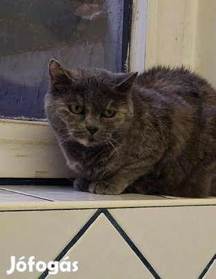 Lujzi cica Ideiglenes V Végleges Gazdit Keres!