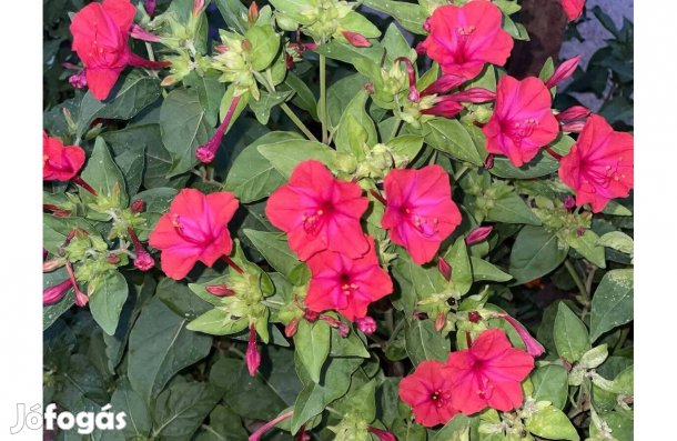 Lusta kisasszony Csodatölcsér Estike virágmag virág 30 db vetőmag