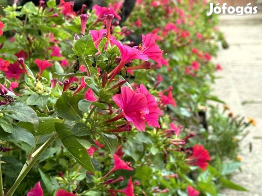 Lusta kisasszony Csodatölcsér Estike virágmag virág 30 db vetőmag