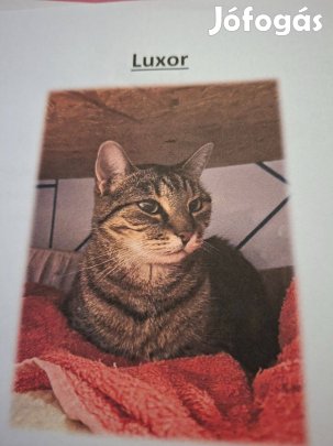 Luxor cica örökbefogadó gazdit keres ingyenesen