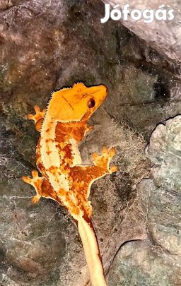 Lyly white vitorlásgekkó