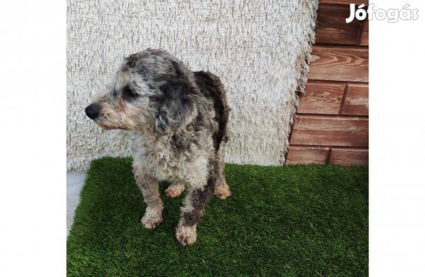 MERLIN gazdit keres, maltipoo kiskutyus (uszkár+máltai selyem)