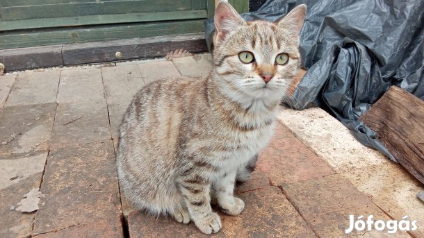 Macska, cica, egérfogó ingyen elvihető