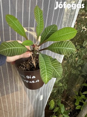 Madagaszkár ékszere / köpködő pálma (Euphorbia leuconeura)