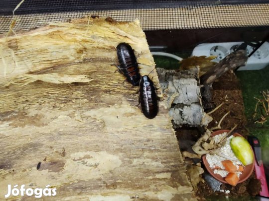 Madagaszkári bütykös csótány