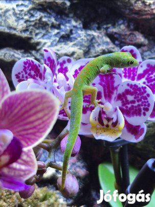 Madagaszkári gekko terrárium