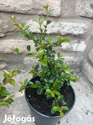 Madárbirs Cotoneaster dammeri Eichholz -. Méret: 10/20