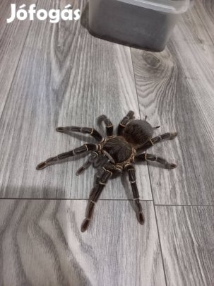 Madárpók gazdát keres