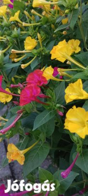 Mag Egynyári csodatölcsér virágmag 40 db