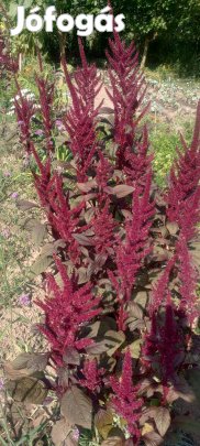 Mag: Bíbor amaránt virágmag