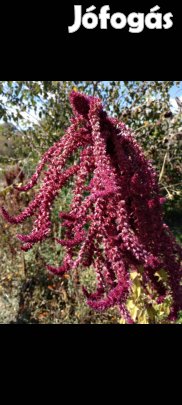 Mag: Csüngő amaránt mag 100 db