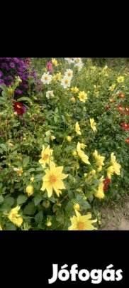 Mag: Dália virág mag 40 db