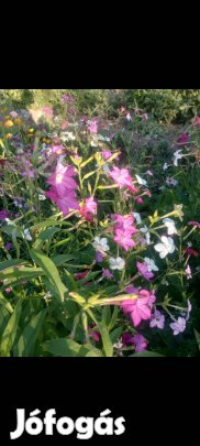 Mag: Díszdohány virágmag egynyári színkeverék 2-300 db/cs