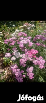 Mag: Évelő cickafark színkeverék virágmag