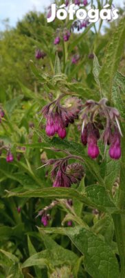 Mag: Évelő fekete nadálytő mag 20 db