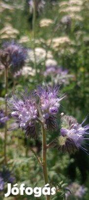 Mag: Mézontófű virágmag 2-300 db/csomag