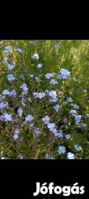 Mag: Nefelejcs virágmag