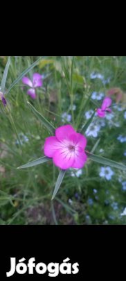 Mag: Vetési konkoly 60 db/cs