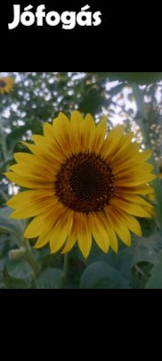 Mag: dísz napraforgó 50 mag