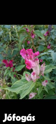 Mag: egynyári celózia kakastaréj mag színkeverék