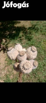 Mag: étkezési mák vetőmag 2 kiskanál/csomag