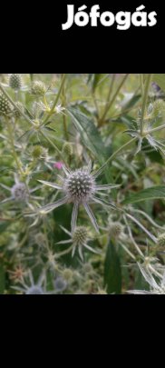 Mag: évelő kék iringó virágmag 30 mag/cs