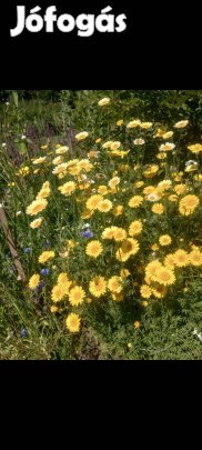 Mag: festő pipitér virágmag 100 db