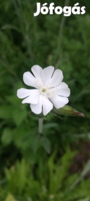 Mag: mécsvirág mag kb 200 mag/csomag