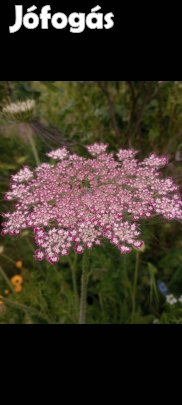 Mag: vad répa, murok mag