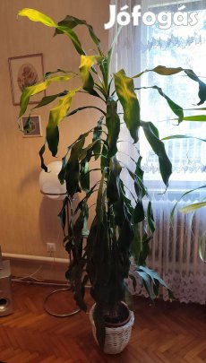 Magas szobanövény