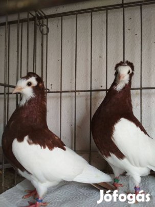 Magasszálló Szegedi Keringő galambok