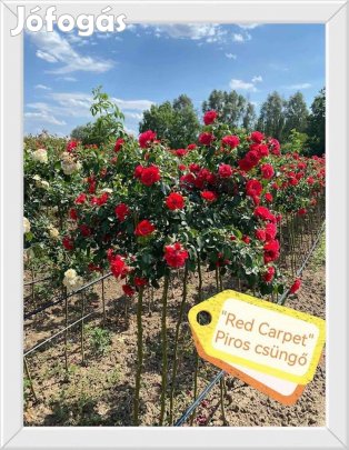 Magastörzsü Rózsa fa