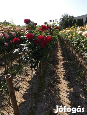 Magastörzsü Rózsa fa 