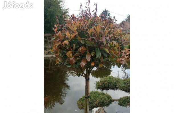 Magastörzsű korallberkenye