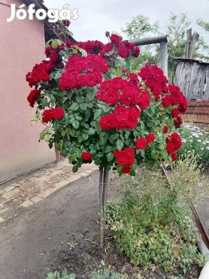 Magastörzsű rózsa kapható!
