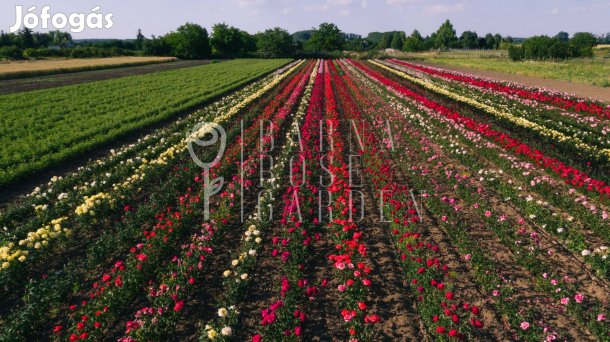 Magastörzsű rózsa szőregi termelőtől