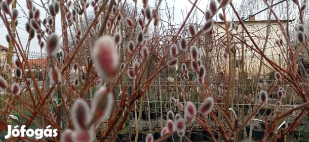 Magastörzsű rózsaszín barkafűz kapható a nyírturai kertészetben