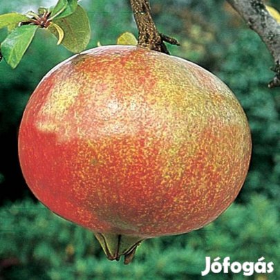 Magnélküli gránátalma növény