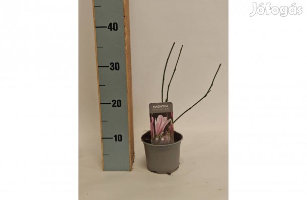 Magnolia George Henry Kern