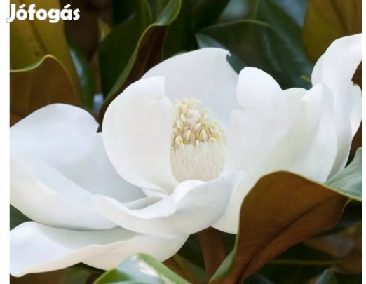 Magnólia Grandiflora 