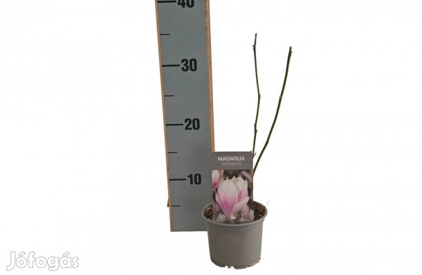 Magnolia Soulangeana