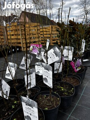 Magnólia 'George Henry Kern'