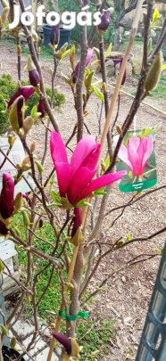 Magnólia- Liliomfa